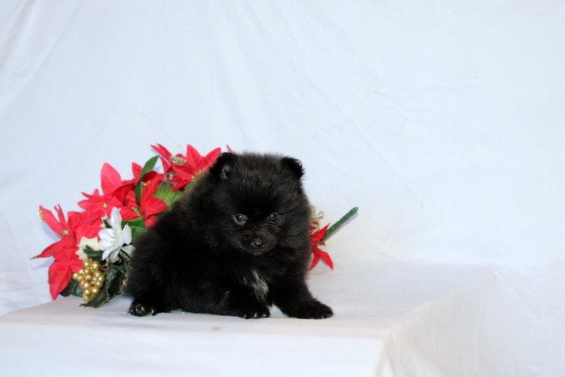 puppy, for, sale, Pomeranian, Matthew B. Stoltzfus, dog, breeder, Gap, PA, dog-breeder, puppy-for-sale, forsale, nearby, find, puppyfind, locator, puppylocator, aca